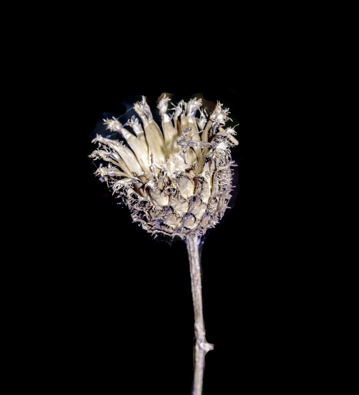 JÁTÉK- ÉS HALÁLVARIÁCIÓK A NOVELLÁBAN