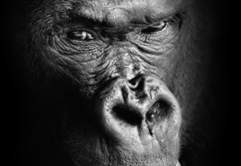 MAJMOK A KATEDRÁLISBAN