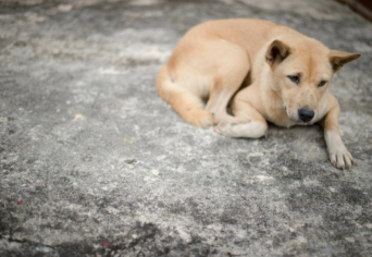 AZ A SZEGÉNY ZSEMLESZÍNŰ KUTYA