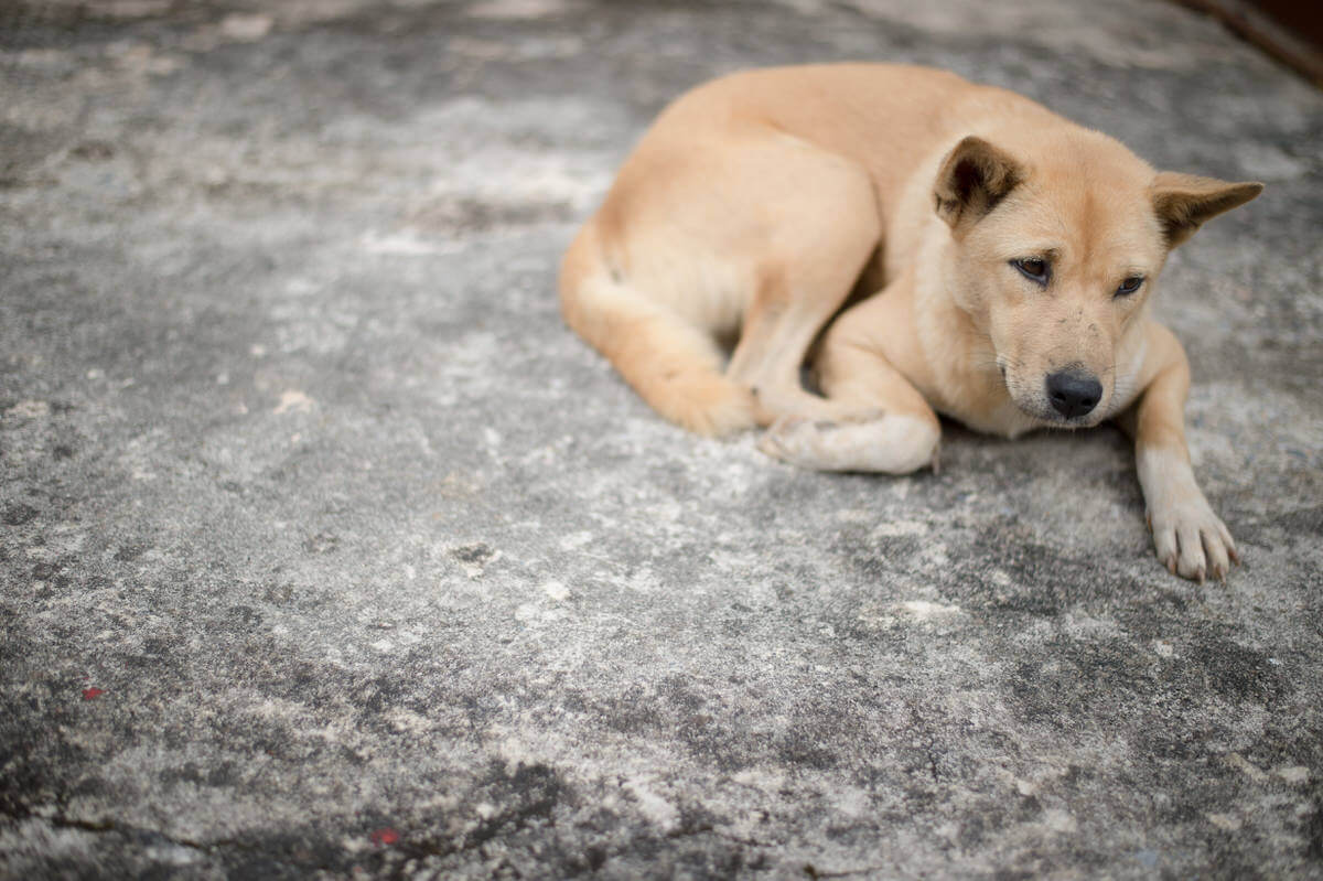 AZ A SZEGÉNY ZSEMLESZÍNŰ KUTYA