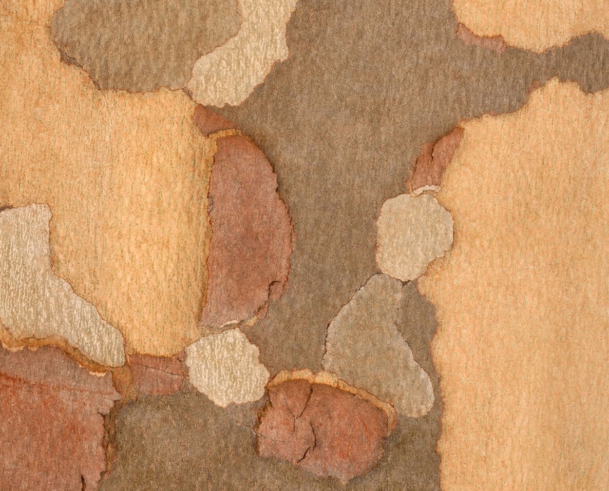 FAKÉREGGYŰJTEMÉNY