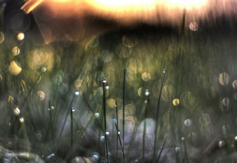 Ó, AZ A CSODÁLATOS TAVASZ