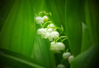 KISÚJBÁNYAI LEVÉL