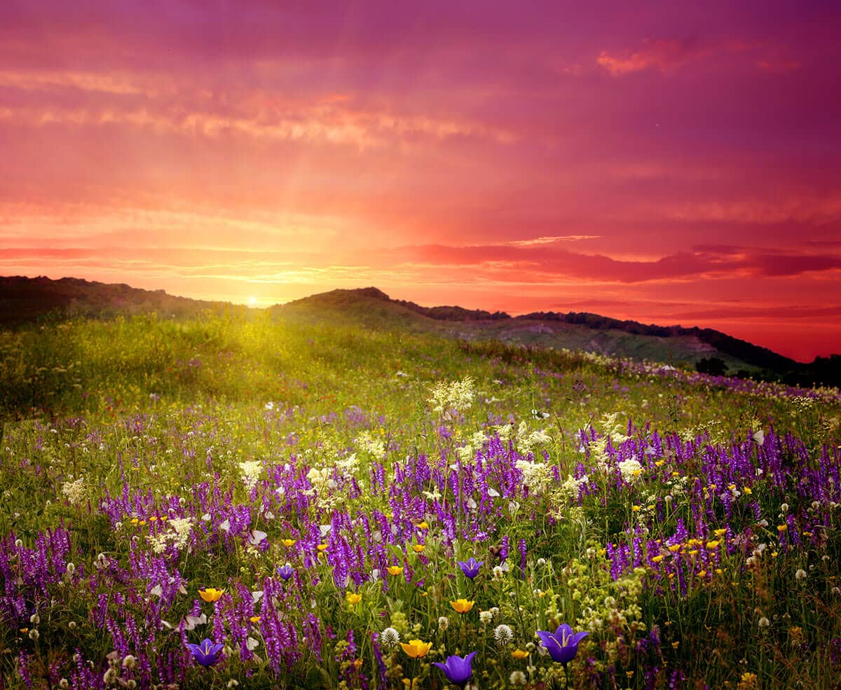 LEVÉL A VIRÁGOSNYEREGBŐL