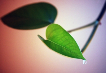 NÖVÉNYEK STRESSZBEN