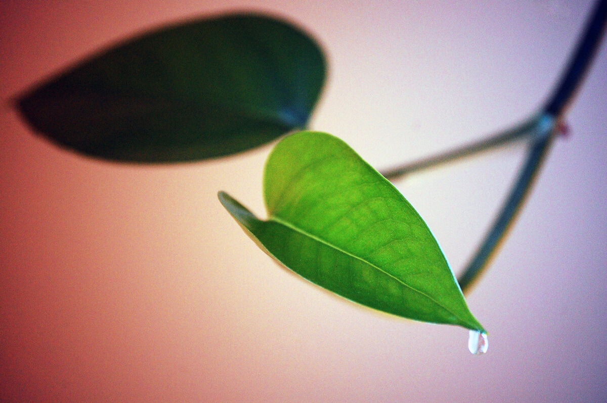 NÖVÉNYEK STRESSZBEN