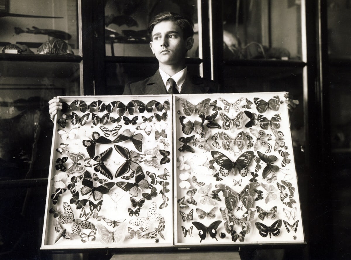 A GYŰJTŐDÉMON HALÁLA