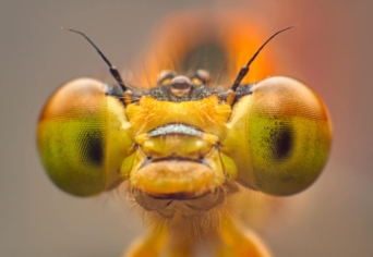 SZITAKÖTŐ OKTATÁSI PROGRAM