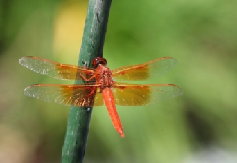 SZITAKÖTŐ OKTATÁSI PROGRAM