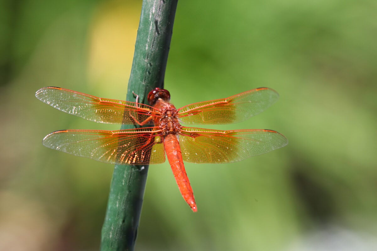 SZITAKÖTŐ OKTATÁSI PROGRAM