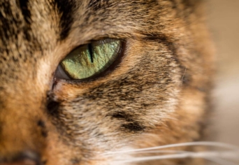 CIRMOS, AVAGY A TEJ ÖL