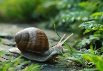 KERÉK, PALATETŐ, ERDŐSÁV