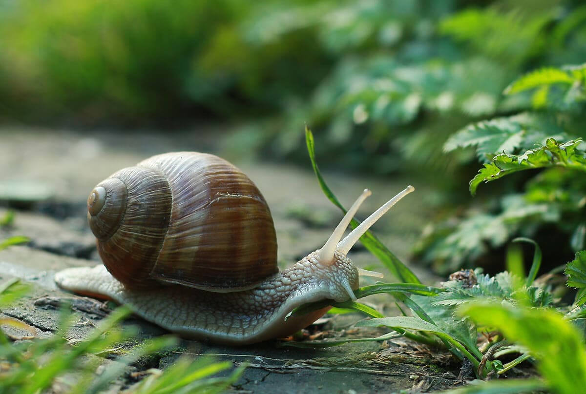 KERÉK, PALATETŐ, ERDŐSÁV