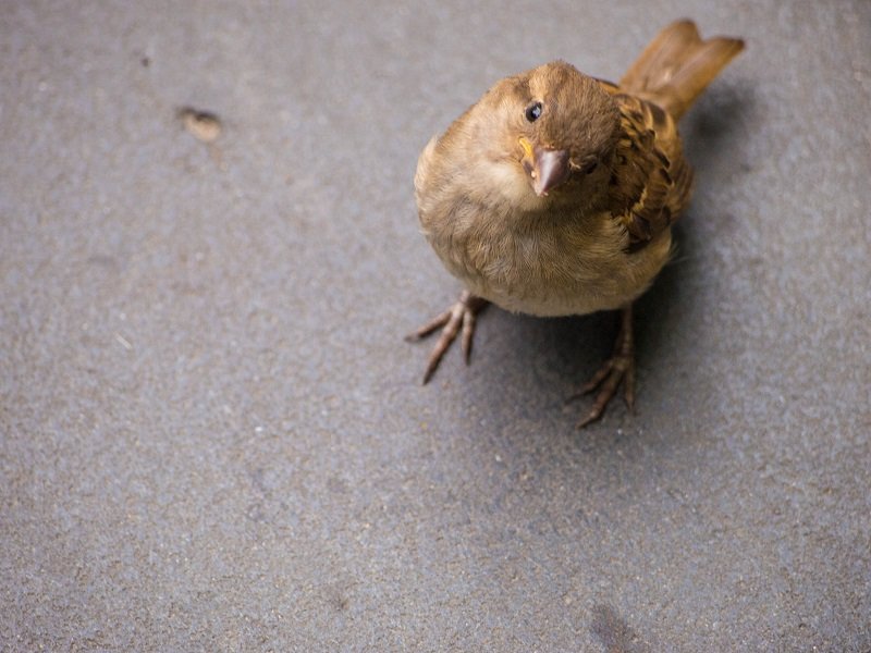 ÚJ ÉVEZRED (MI AZ?) FELÉ (MI AZ?)