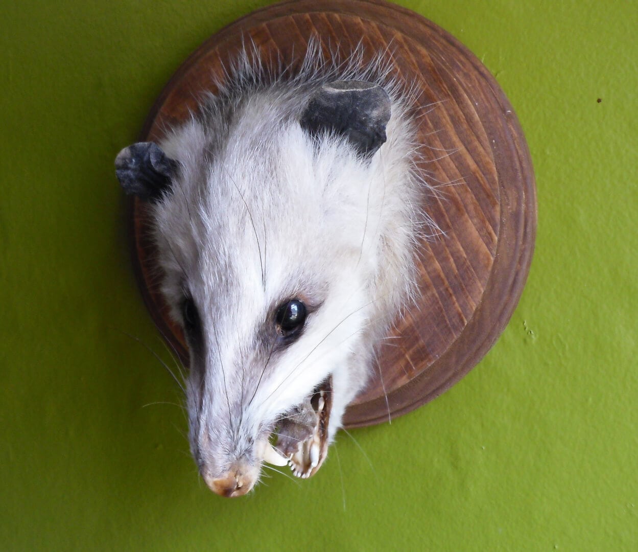 A BŐRÖNDHAL TITKOS REKESZE