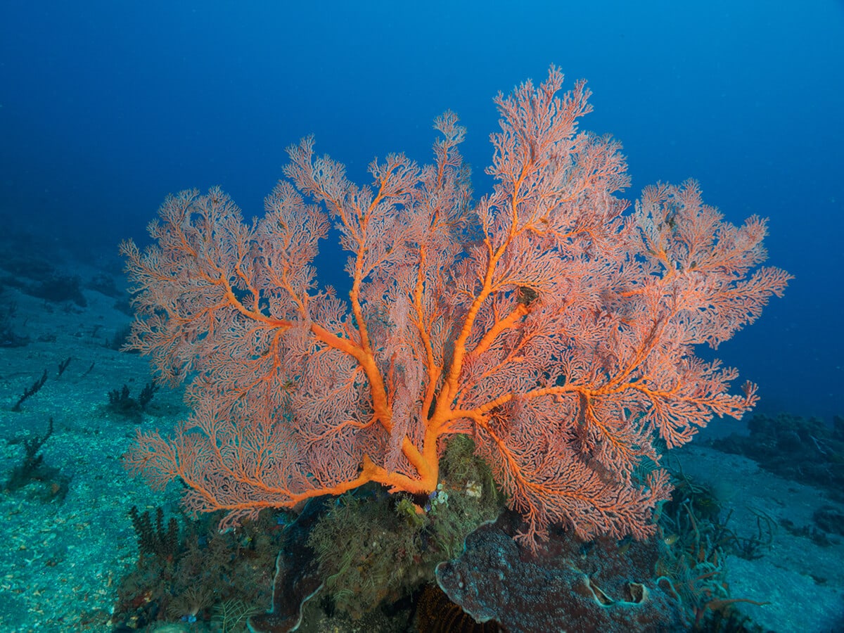 AZ ELLINGWOOD-DILEMMA