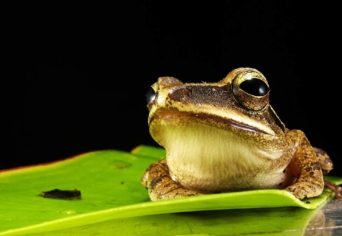 GÜNTER GRASS ÉS AZ UNKÁK