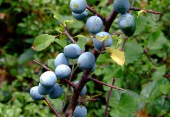 KÖKÉNYBOKORNAK VETNÉM HÁTAMAT