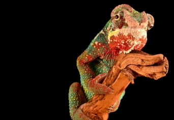 ALKOTÓI PÁLYÁZAT: VÁLTOZÁS