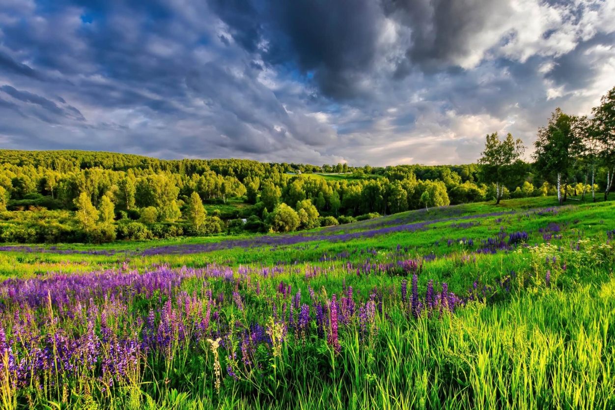 FORRÓ NYÁRI FŰSZEREK
