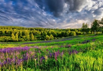 FORRÓ NYÁRI FŰSZEREK