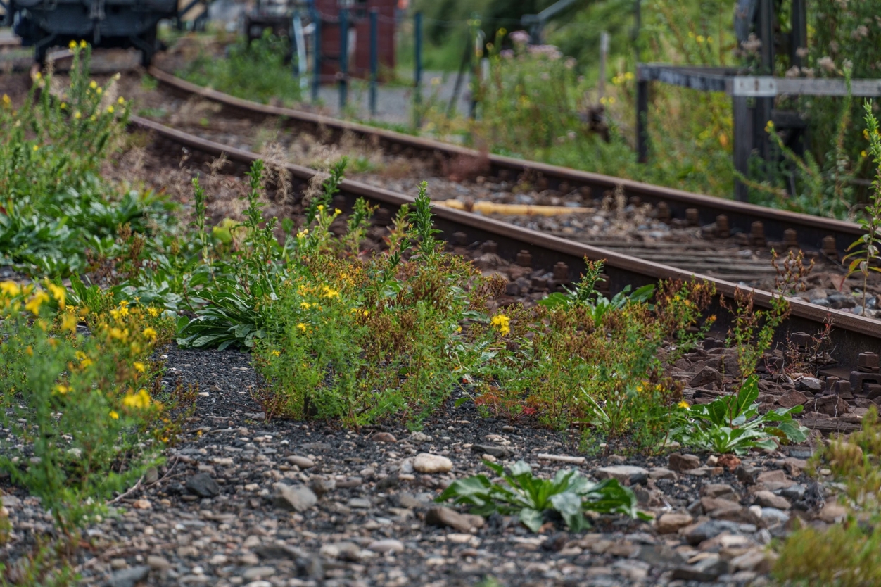 SZÉCSI MARGIT VERSÉRŐL 