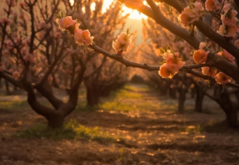 SZENTJÓBI SZABÓ LÁSZLÓ MŰVÉRŐL