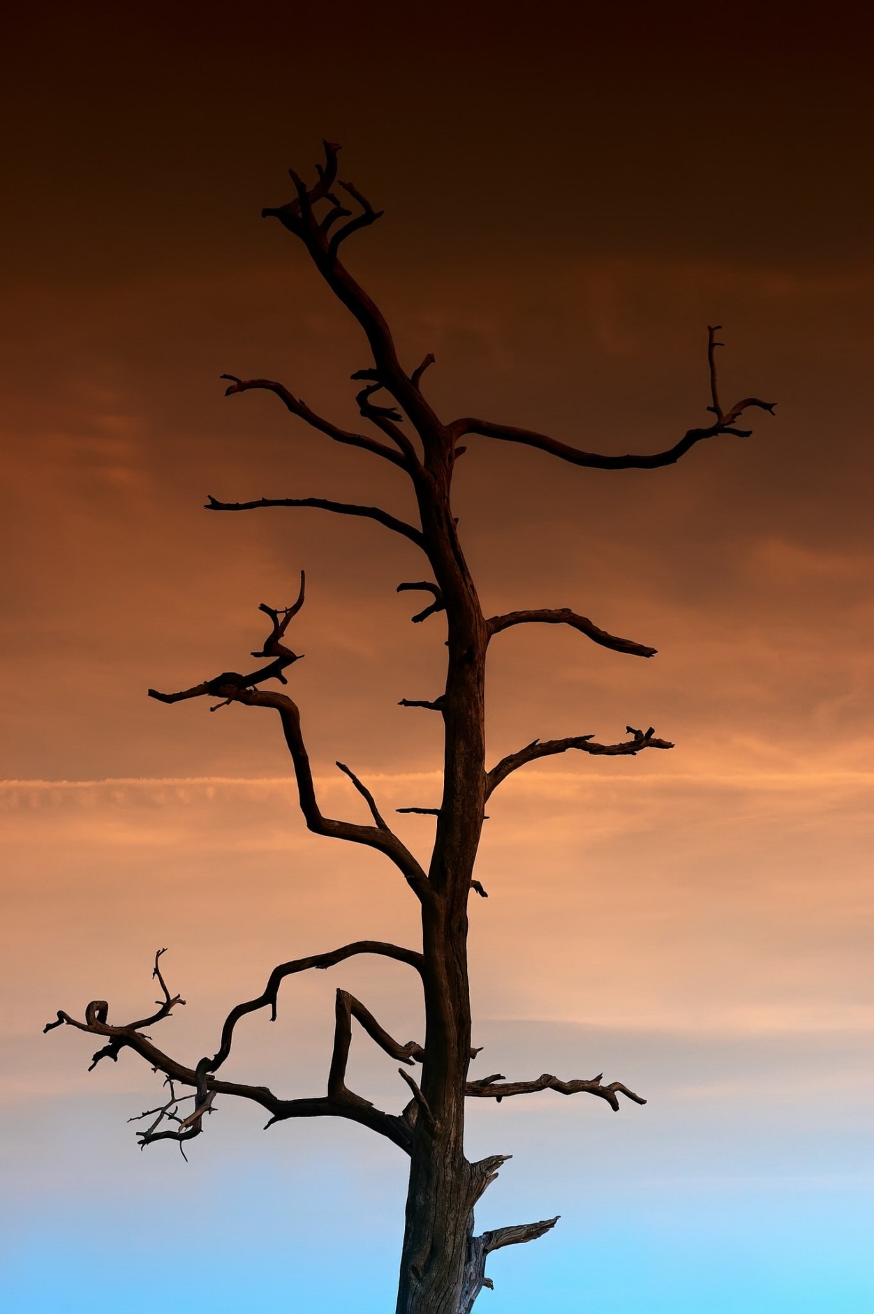 VIGYÁZÓFA A KÖLCSEY-HÁZ HELYÉRE