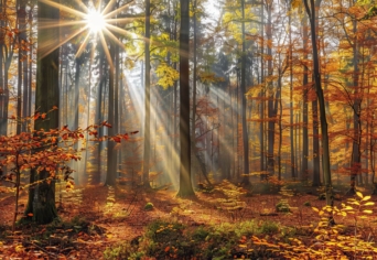 NEM LÁTSZIK SEMMI CSAK A NAPFÉNY