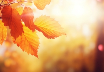 SZEPTEMBERI BÉHITAT