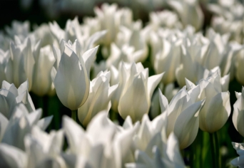 ANYÁM TULIPÁNOKAT ÜLTET APÁM SÍRJÁRA