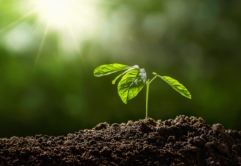 MINT ERDŐBEN A VADNYOM