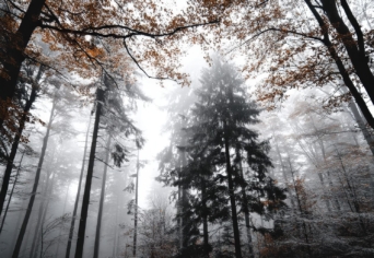 AMÍG NINCS KIMONDVA