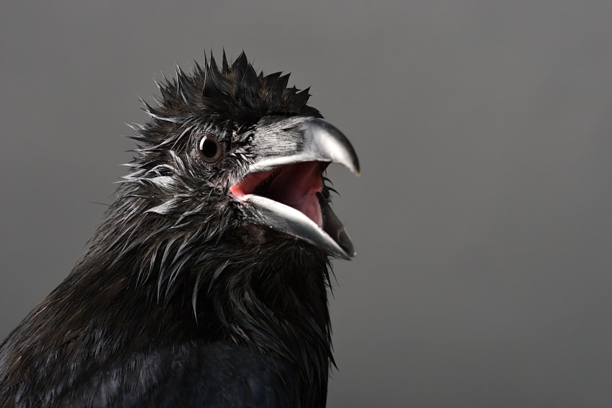 SZIGETKÖZ, HANGÖKOLÓGIA