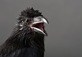 SZIGETKÖZ, HANGÖKOLÓGIA