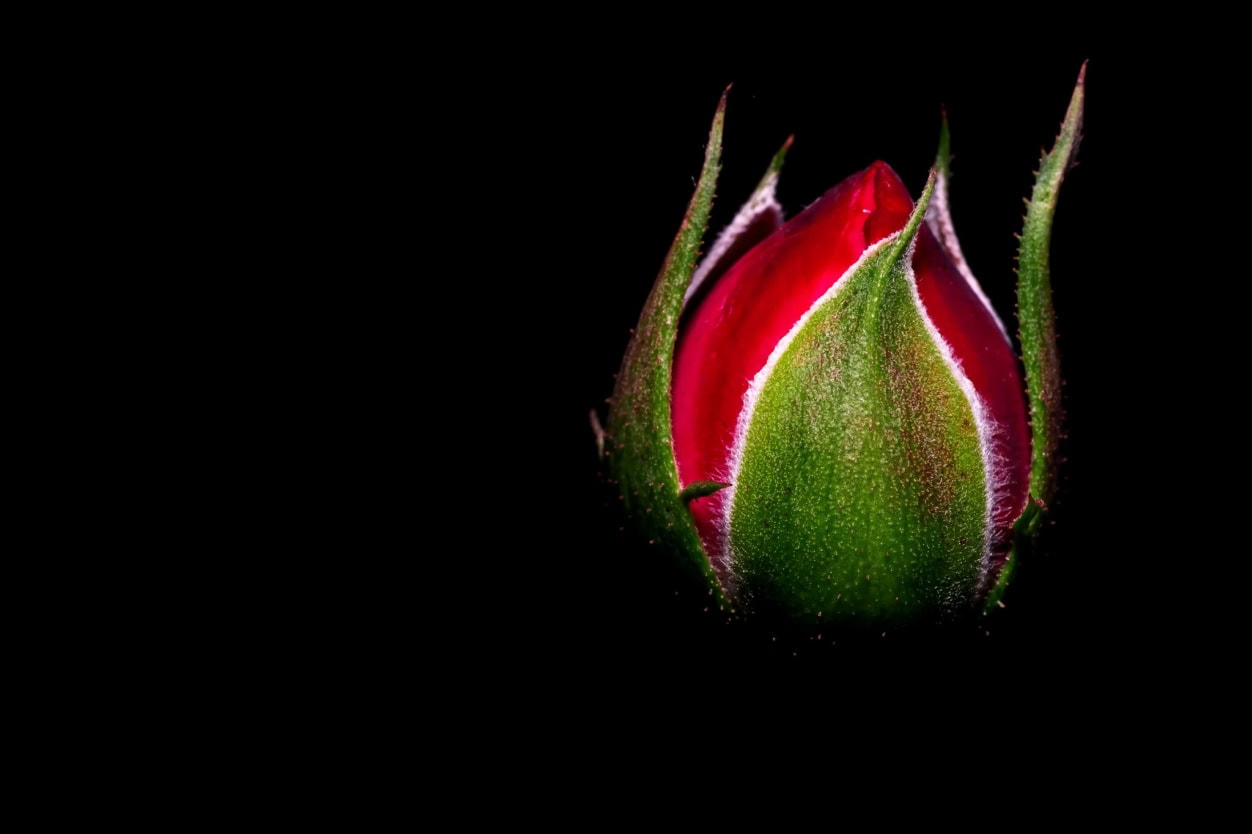 ÁTELLENBŐL – A KERT JELZÉSEI 