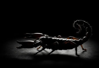 A HALDOKLÓ SKORPIÓ HÁZA: DE (ÉN DALOLLAK)