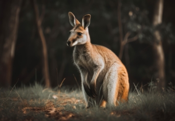 MENNYIRE TOLERÁNS AZ EUKALIPTUSZ?