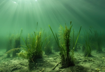 VÉGIG PARTKÖZELBEN