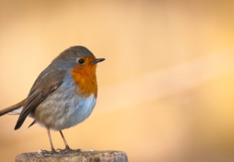 KICSI, KEDVES VÖRÖSBEGY