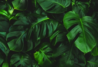 NÖVÉNYEK, HA BESZÉLGETNEK