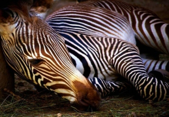 ZEBRÁK AZ ÁLLATKERTBEN