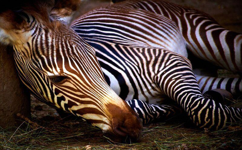 ZEBRÁK AZ ÁLLATKERTBEN