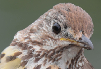 TRÜKKMESTER-TITKOK NYOMÁBAN