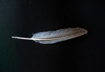 TŰZBŐL MENTETT … FOGPISZKÁLÓ