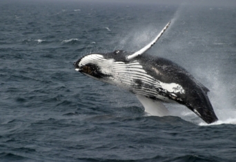 TÖRPÉK ES ÓRIÁSOK