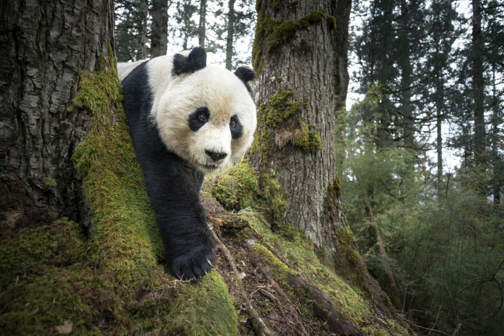 PANDAPORNÓ