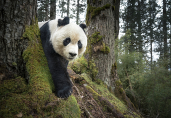 PANDAPORNÓ