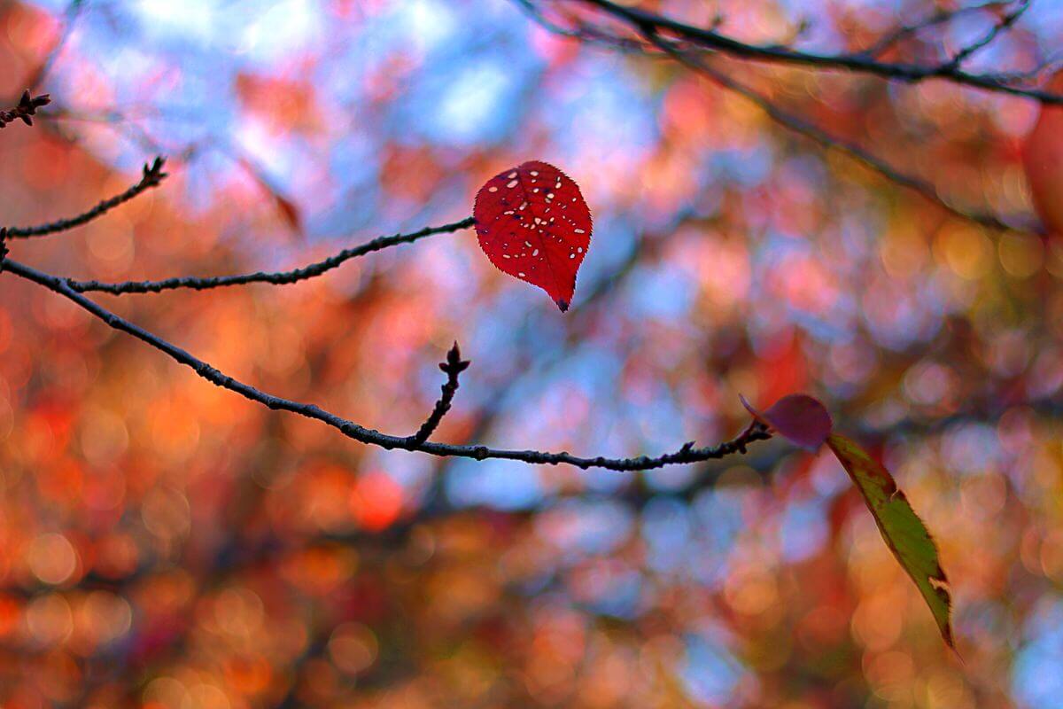 fall autumn colors leaf fallen leaves korea 1630330